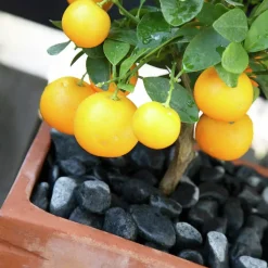 Citrusjord Medelhavsjord Hasselfors 15L>Hasselfors Garden Best