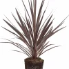 Cordyline 'Red Star' 13cm>Danblumen Online