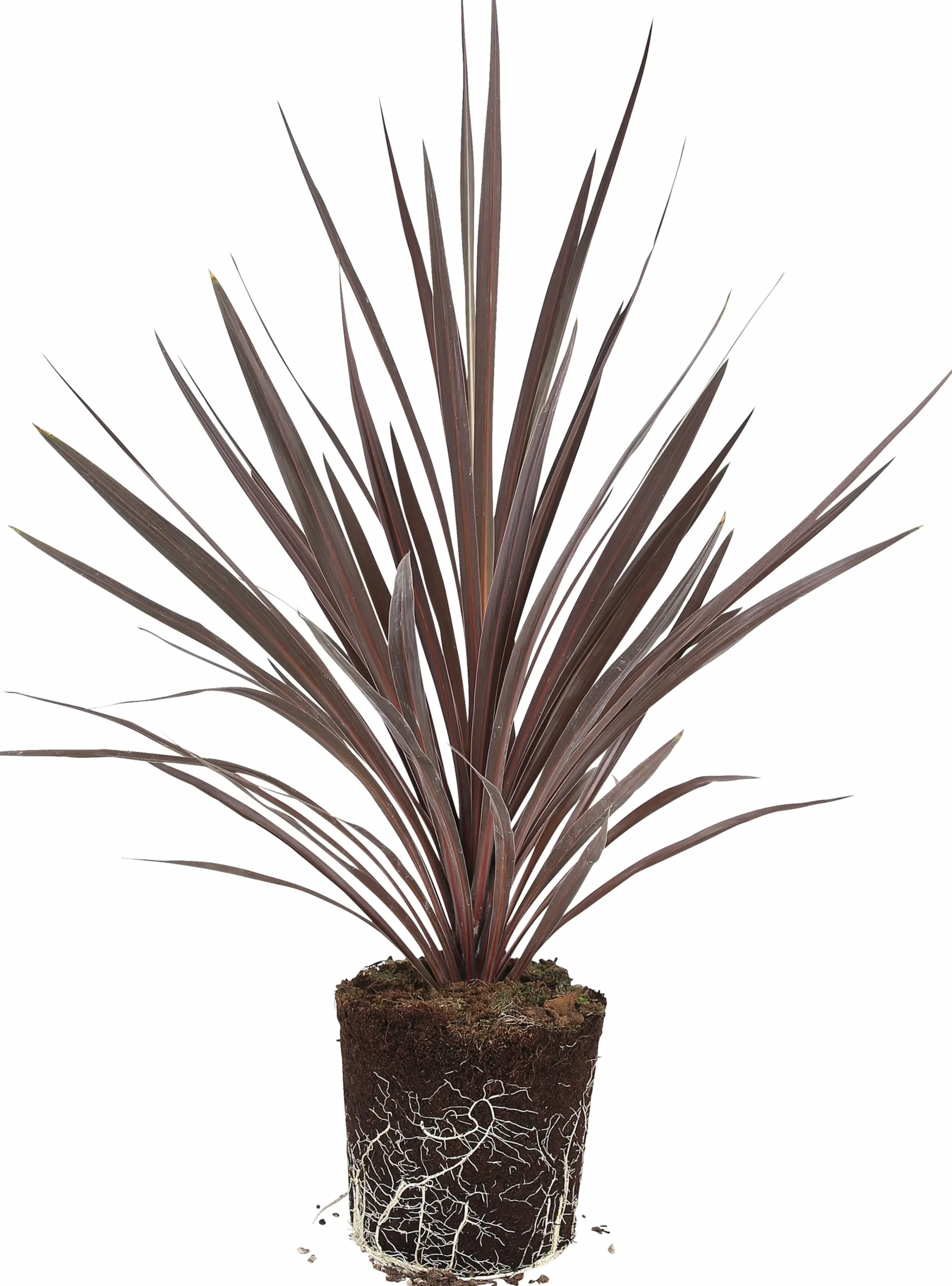 Cordyline 'Red Star' 13cm>Danblumen Online