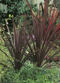 Cordyline 'Red Star' 13cm>Danblumen Online