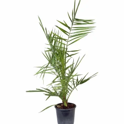 Dadelpalm ca 70-80cm>Omnia garden Sale