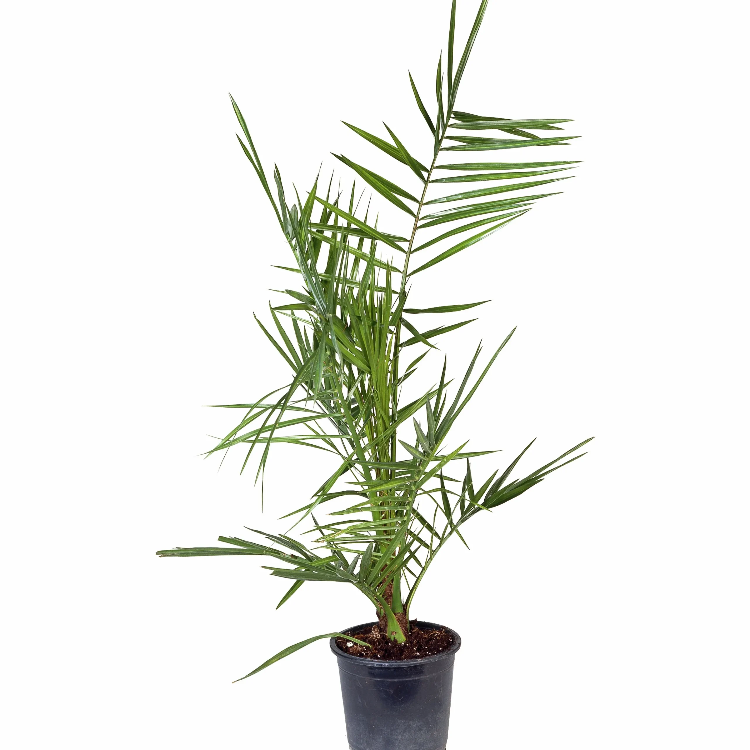 Dadelpalm ca 70-80cm>Omnia garden Sale