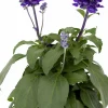 Daggsalvia lat. Salvia farinacea>Mäster Grön Clearance