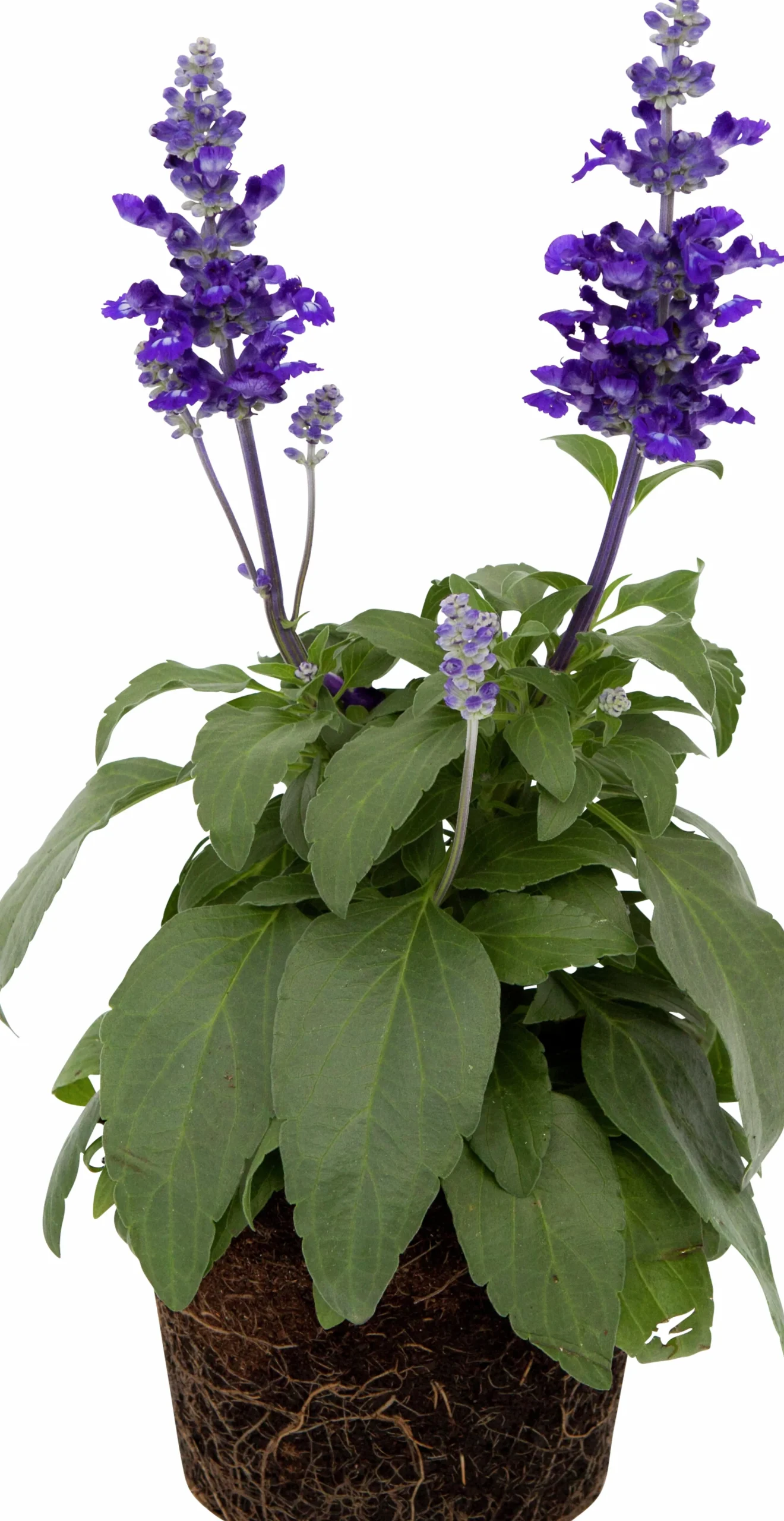 Daggsalvia lat. Salvia farinacea>Mäster Grön Clearance