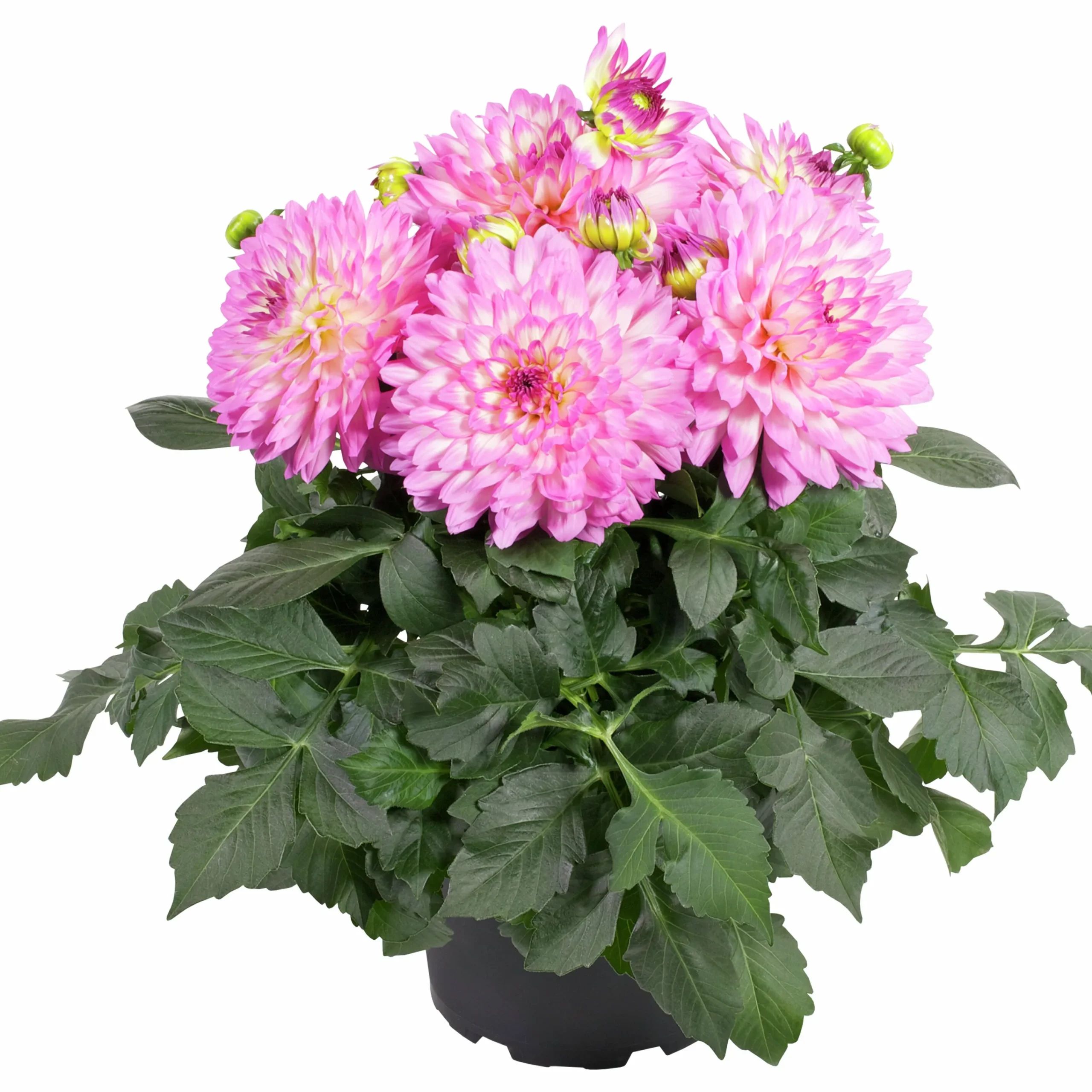 Dahlia lat. Dahlia x pinnata 'Gallery'>Mäster Grön New