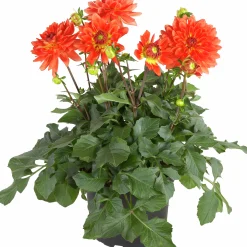 Dahlia lat. Dahlia x pinnata 'Gallery'><noscript><img width=