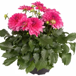 Dahlia lat. Dahlia x pinnata 'Gallery'><noscript><img width=