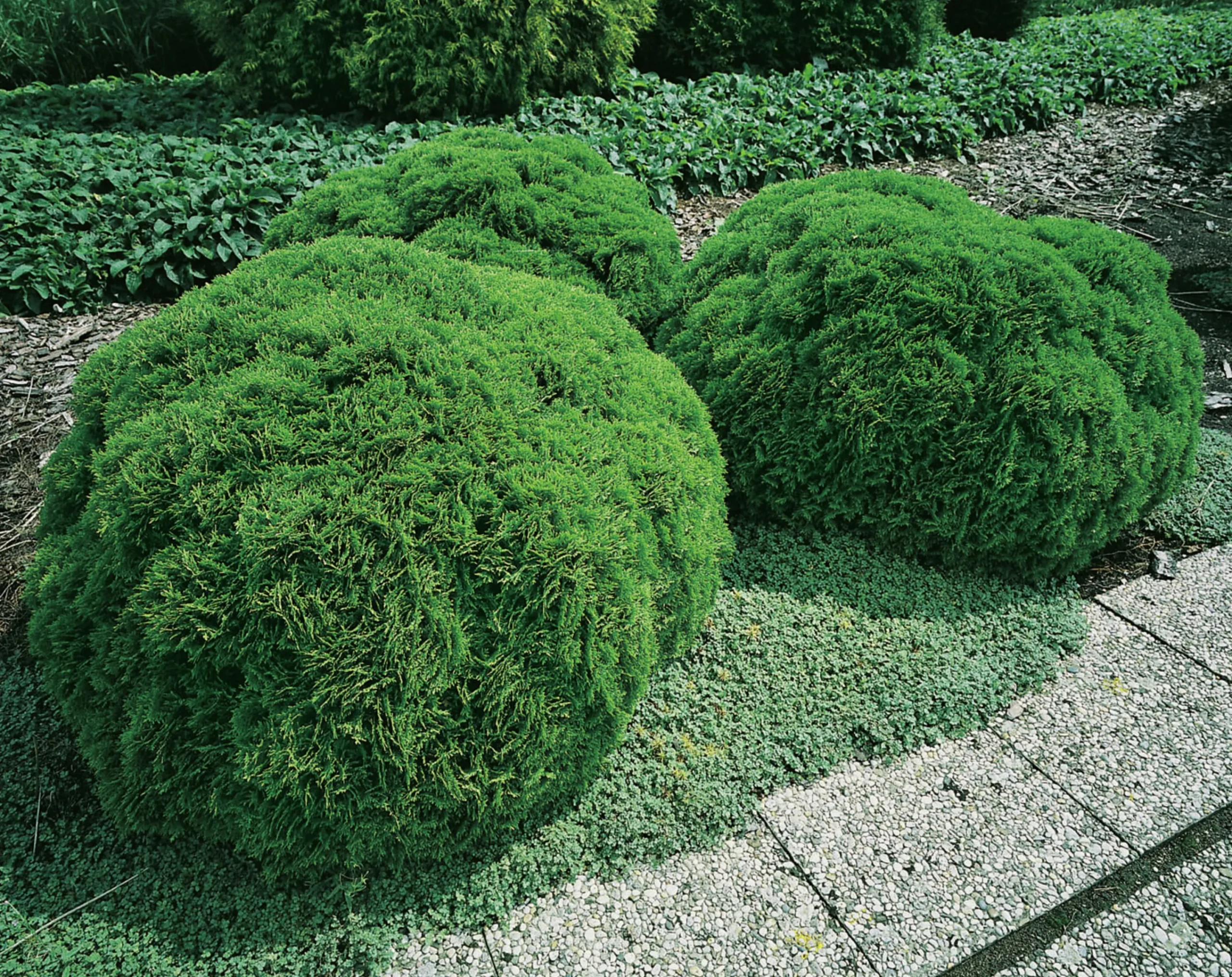 Dansk Klottuja 'Danica' Krukodlad>Omnia garden Best