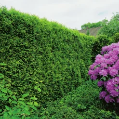 Ädeltuja 'Smaragd' 40-60cm><noscript><img width=