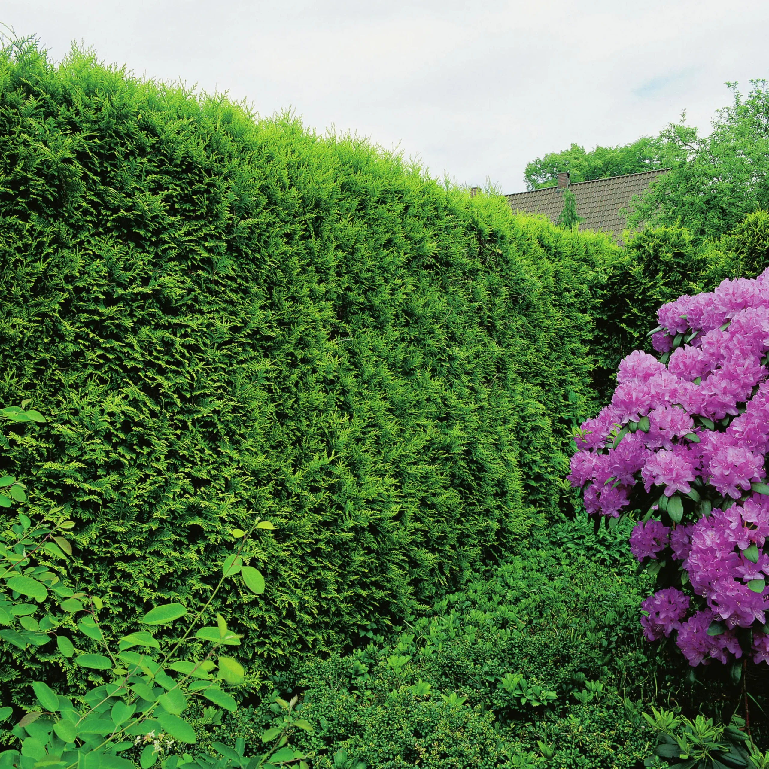 Ädeltuja 'Smaragd' 40-60cm>Omnia garden Outlet