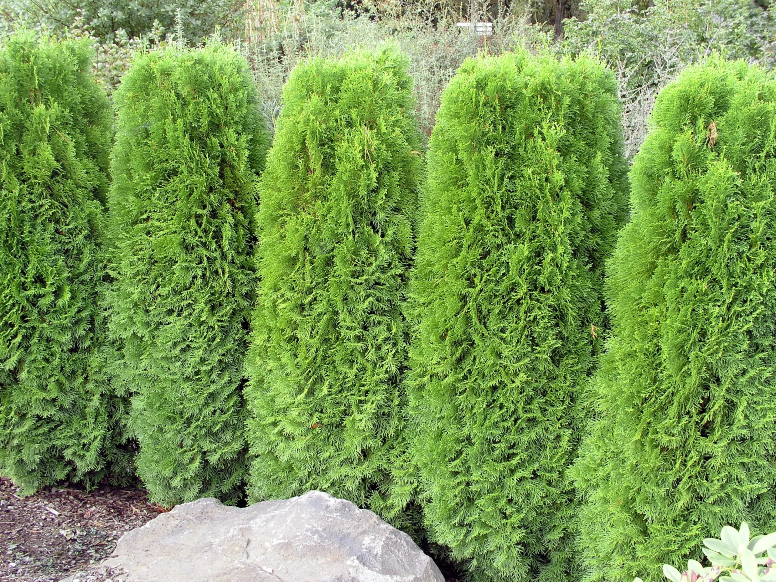Ädeltuja 'Smaragd' 40-60cm>Omnia garden Outlet
