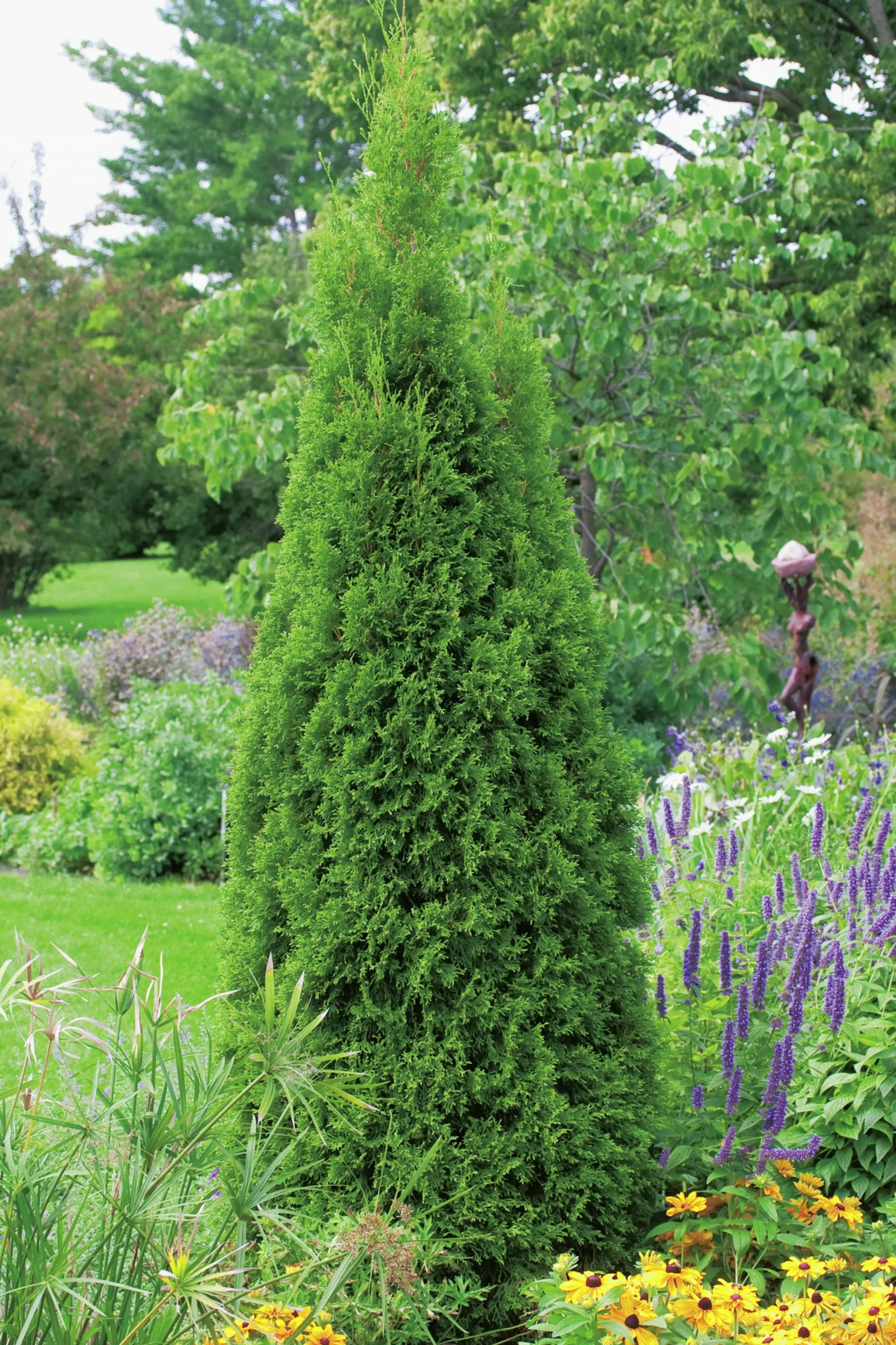 Ädeltuja 'Smaragd' 40-60cm>Omnia garden Outlet