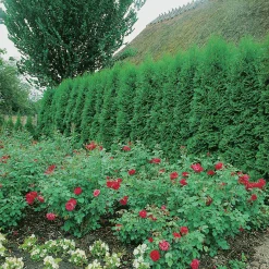 Ädeltuja 'Smaragd' 80-100cm>Omnia garden Outlet