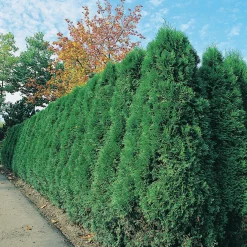 Ädeltuja 'Smaragd' 80-100cm><noscript><img width=