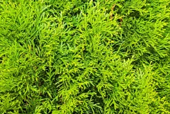 Ädeltuja 'Smaragd' 50-60cm Krukodlad>Omnia garden Outlet