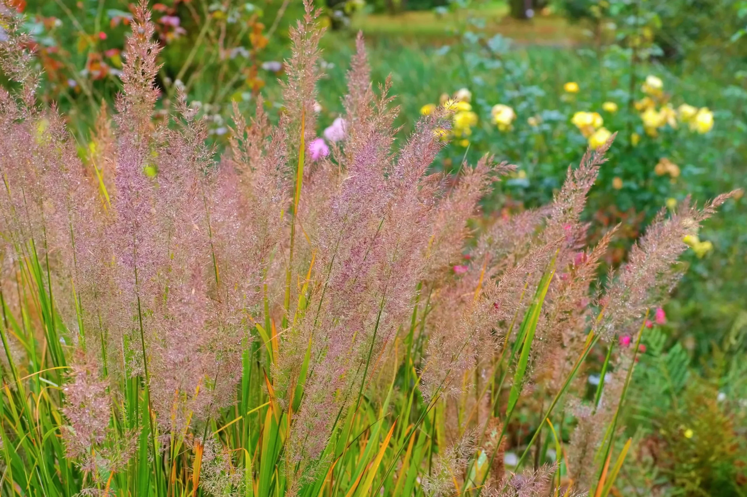 Diamantrör 2L>Omnia garden Clearance