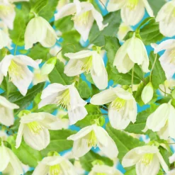 Dionysosklematis Cirrhosa 'Jingle Bells'>Omnia garden Hot