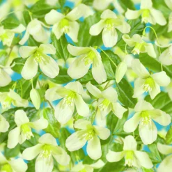 Dionysosklematis Cirrhosa 'Wisley Cream'>Omnia garden Online