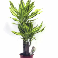 Doftdracaena lat. Dracaena fragrans 'Stenderi Yellow'>Mäster Grön Clearance