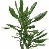 Doftdracaena lat. Dracaena fragrans Mix i 17cm kruka>Mäster Grön Sale