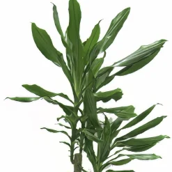 Doftdracaena lat. Dracaena fragrans Mix i 24cm kruka>Mäster Grön Discount