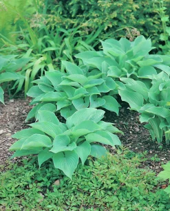 Doftfunkia Storvuxen>Omnia garden