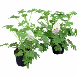 Doftpelargon i 12cm kruka>Mäster Grön Clearance