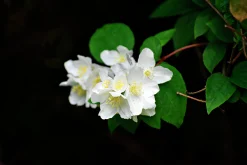 Doftschersmin>Omnia garden New