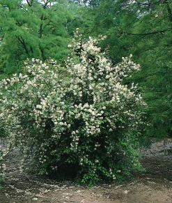 Doftschersmin 'Finn' Krukodlad ca 25-40cm>Omnia garden