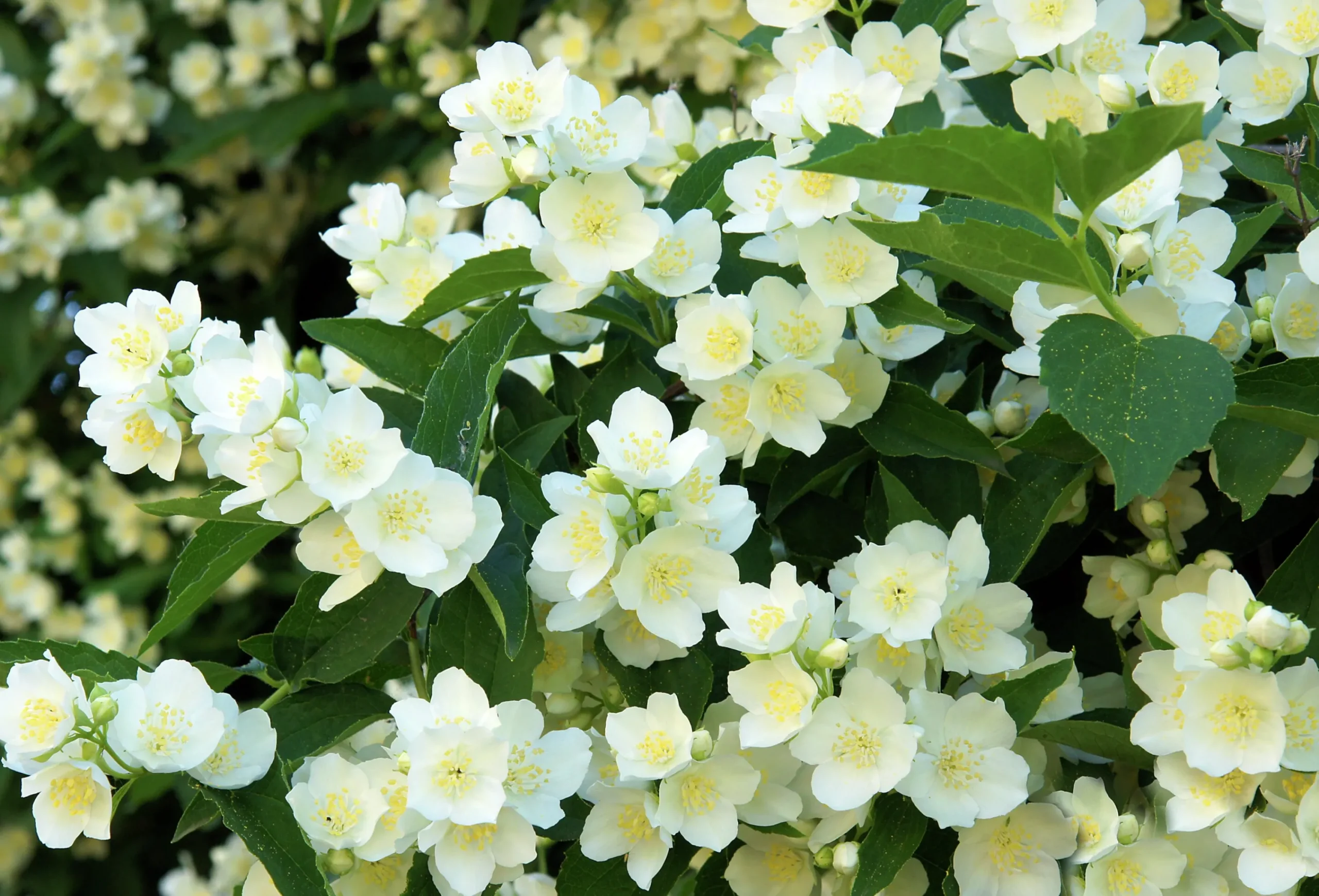 Doftschersmin Goliath Barrotad>Omnia garden Clearance