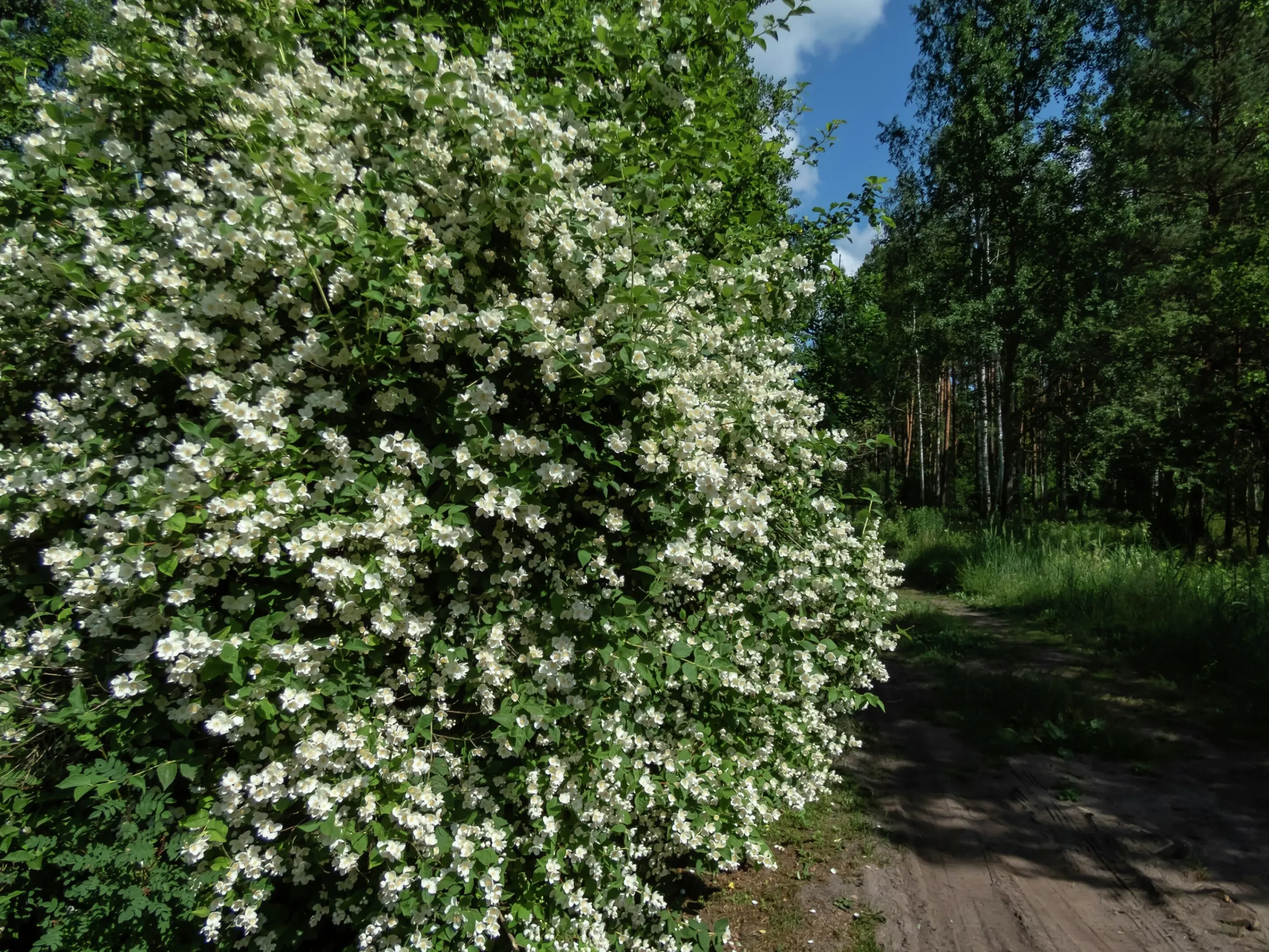 Doftschersmin Goliath Barrotad>Omnia garden Clearance