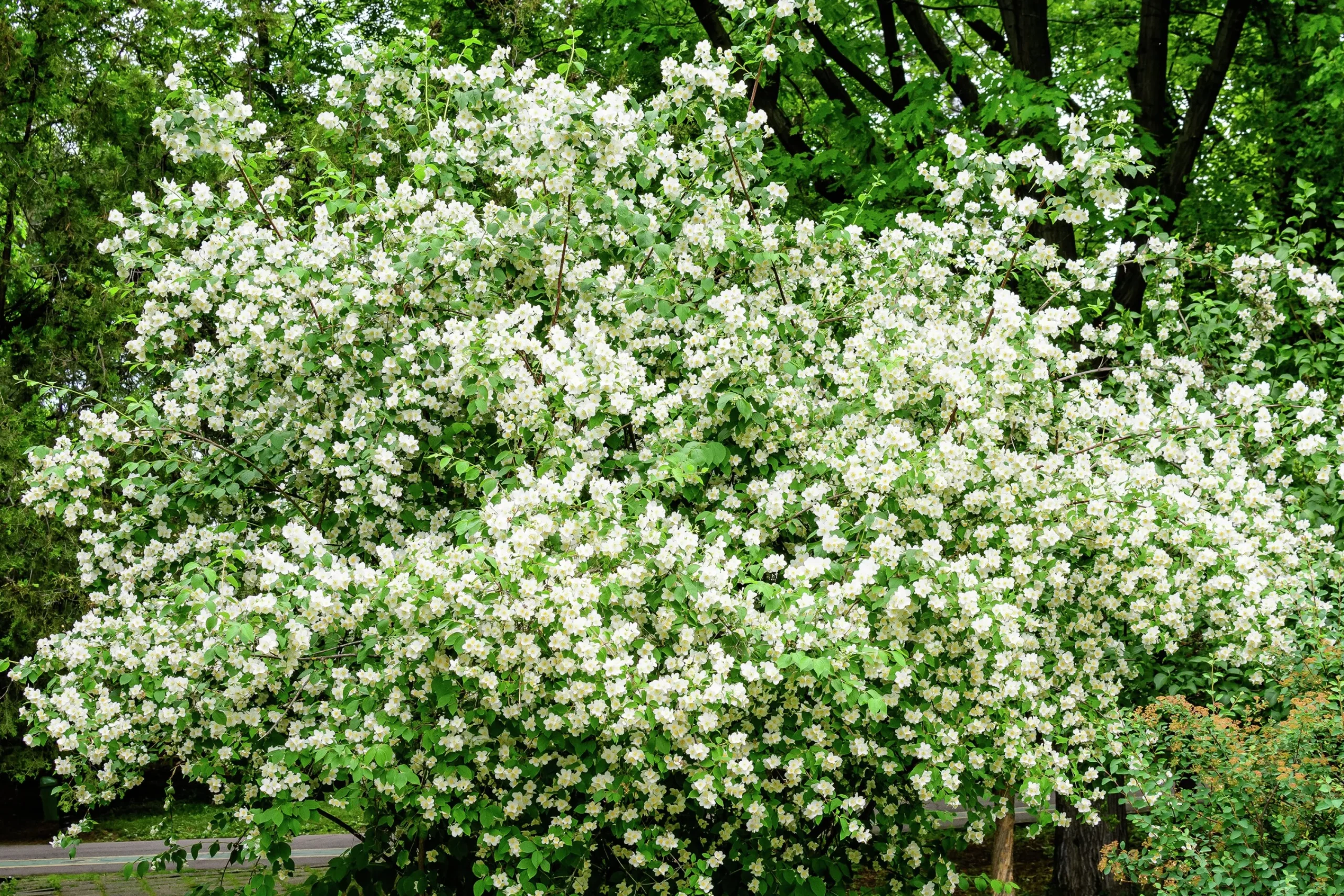 Doftschersmin Goliath Barrotad>Omnia garden Clearance
