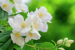 Doftschersmin Krukodlad><noscript><img width=