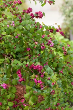 Doorenbos-Snöbär 'Magic Berry' Krukodlad>Omnia garden Best