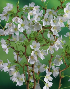 Dvärgkörsbär>Omnia garden Online