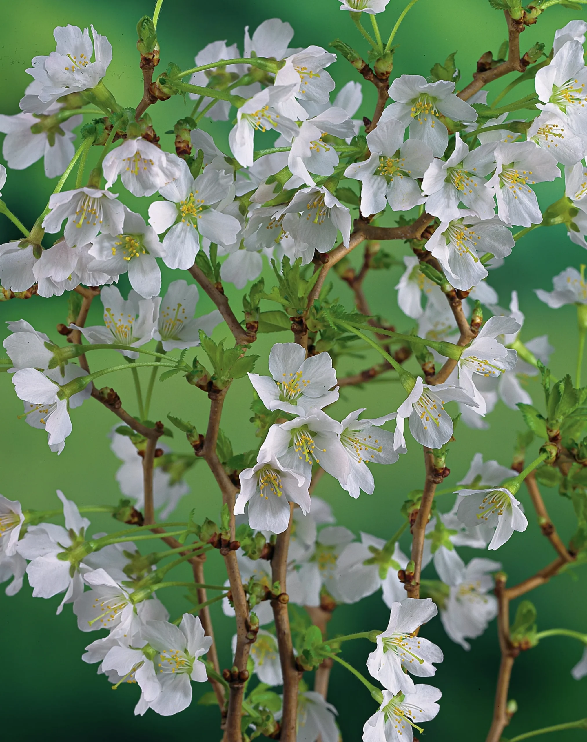 Dvärgkörsbär>Omnia garden Online