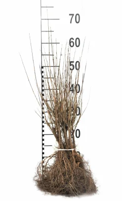 Dvärgliguster 'Lodense' Barrotad>Omnia garden Outlet
