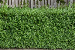 Dvärgliguster 'Lodense' Barrotad><noscript><img width=