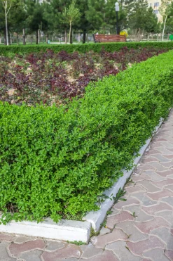 Dvärgliguster 'Lodense' Barrotad><noscript><img width=