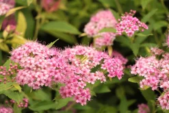 Dvärg Rosenspirea 'Little Princess' D:9-11cm Krukodlad>Omnia garden Clearance