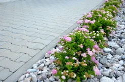 Dvärg Rosenspirea 'Little Princess' D:9-11cm Krukodlad><noscript><img width=