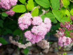 Dvärg Rosenspirea 'Little Princess' D:9-11cm Krukodlad><noscript><img width=