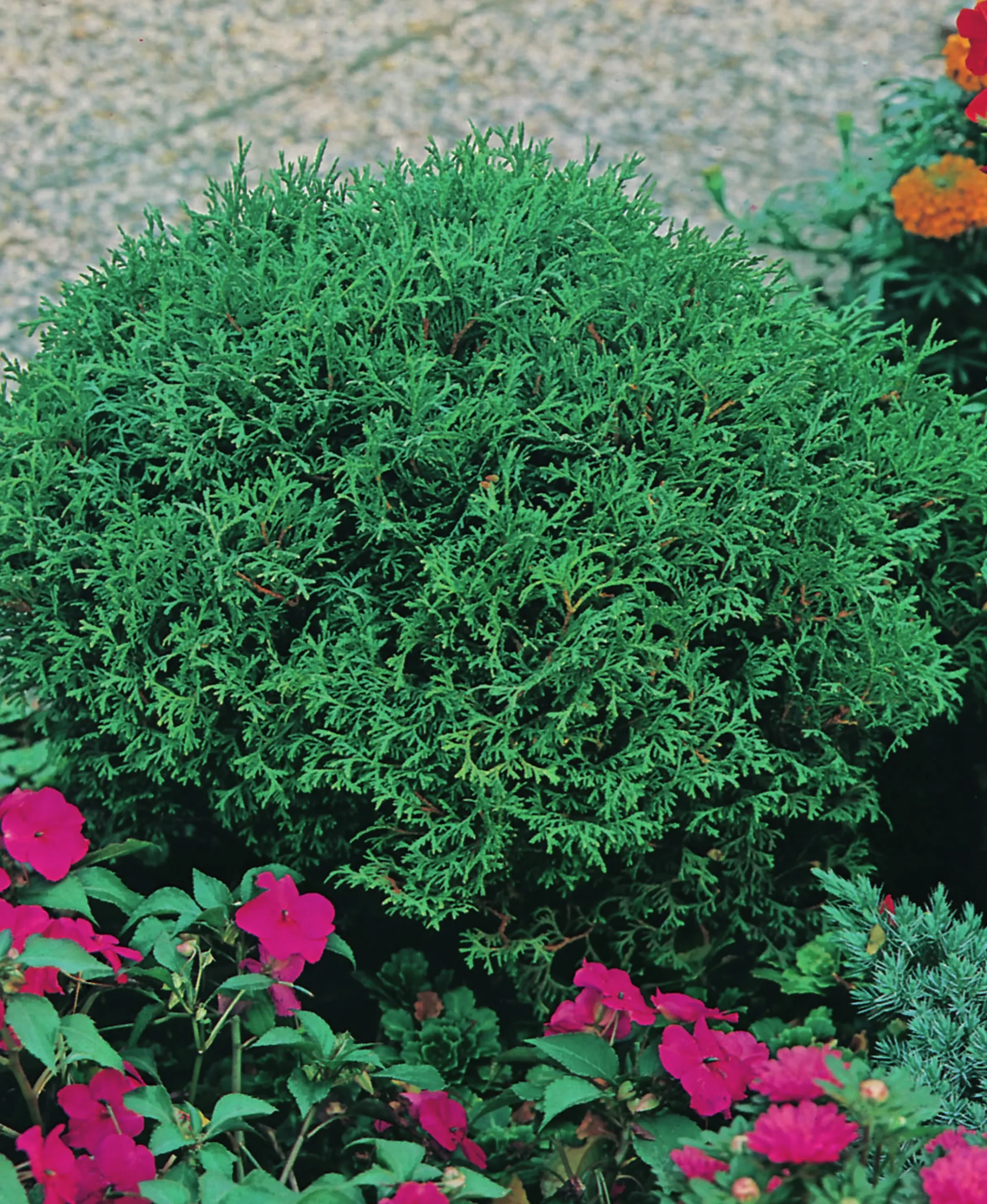 Dvärgtuja 'Tiny Tim' Krukodlad>Omnia garden Hot