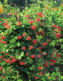 Eldkaprifol 'Dropmore Scarlet'>Omnia garden Outlet