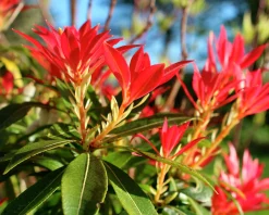 Eldröd buskrosling 'Forest Flame'>Omnia garden Outlet