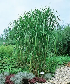 Elefantmiskantus 'Giganteus' syn. Elefantgräs 2L><noscript><img width=