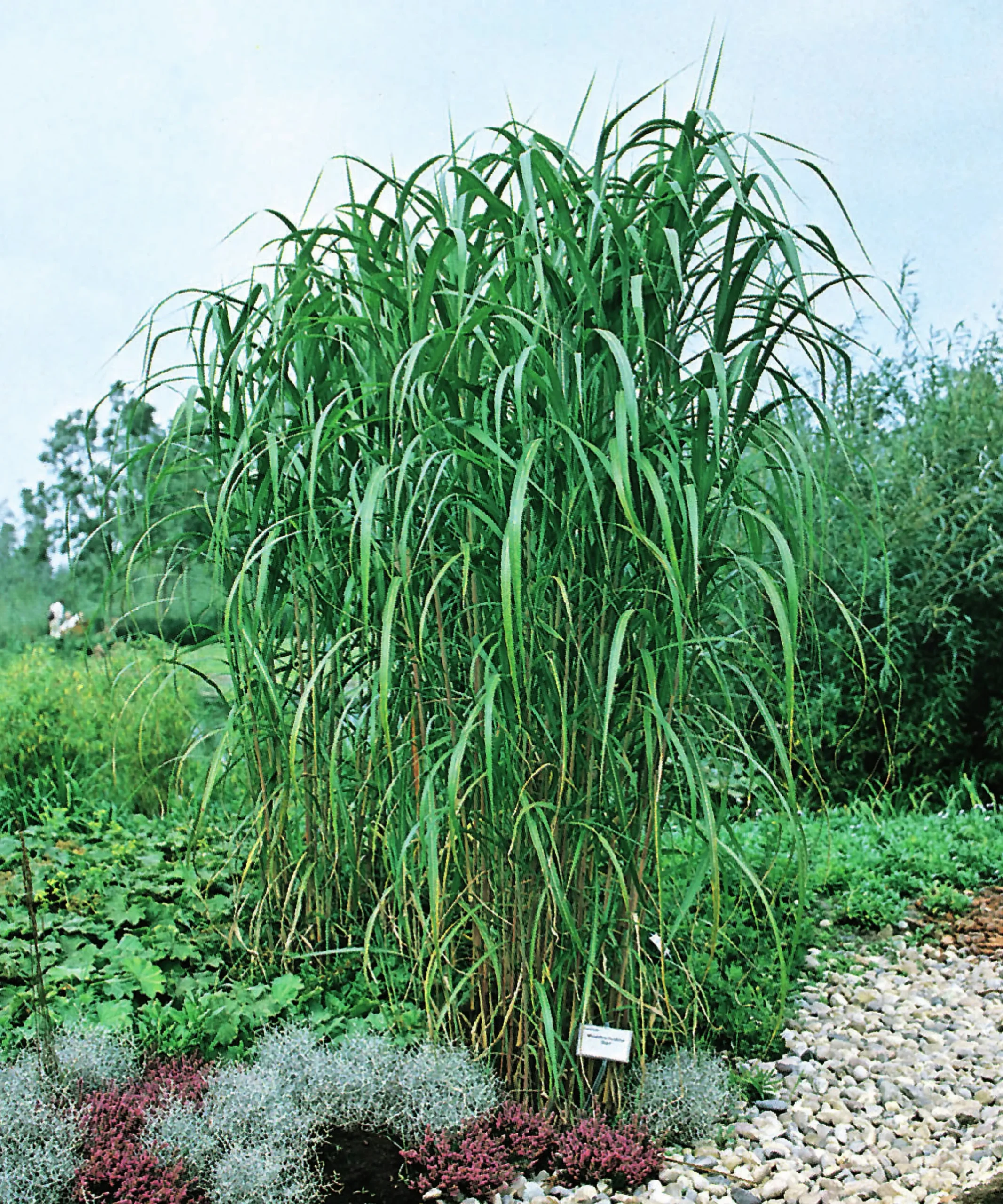 Elefantmiskantus 'Giganteus' syn. Elefantgräs 2L>Omnia garden Clearance