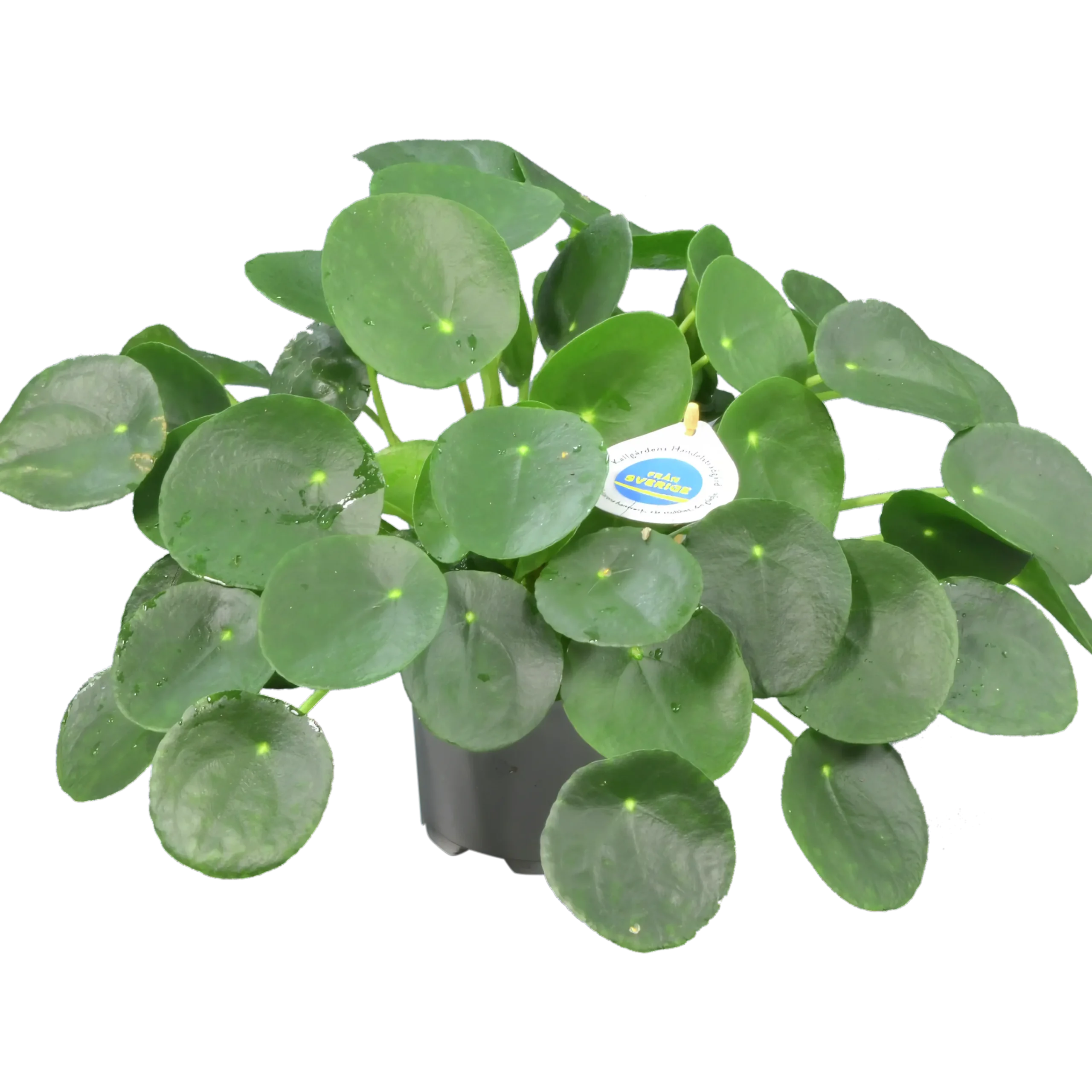 Elefantöra lat. Pilea>Mäster Grön Best