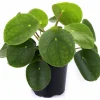 Elefantöra lat. Pilea peperomioides>Danblumen Sale