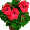 Engelsk Pelargon lat. Pelargonium x domesticum>Mäster Grön Hot
